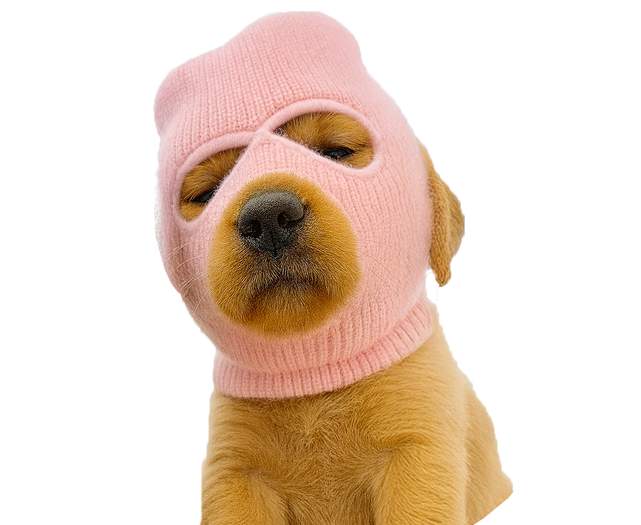 Pink mask dog